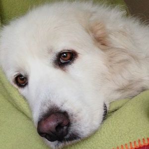 Meet your Posher, Nancy